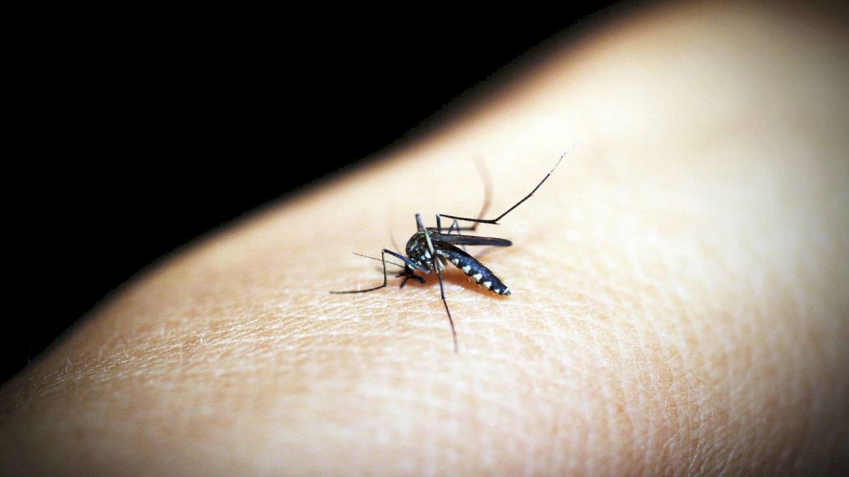 Evitar plagas de mosquitos gracias a la tecnología e innovación